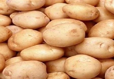 جمعية المزارعين: البطاطا المصرية تضرب انتاج عكار