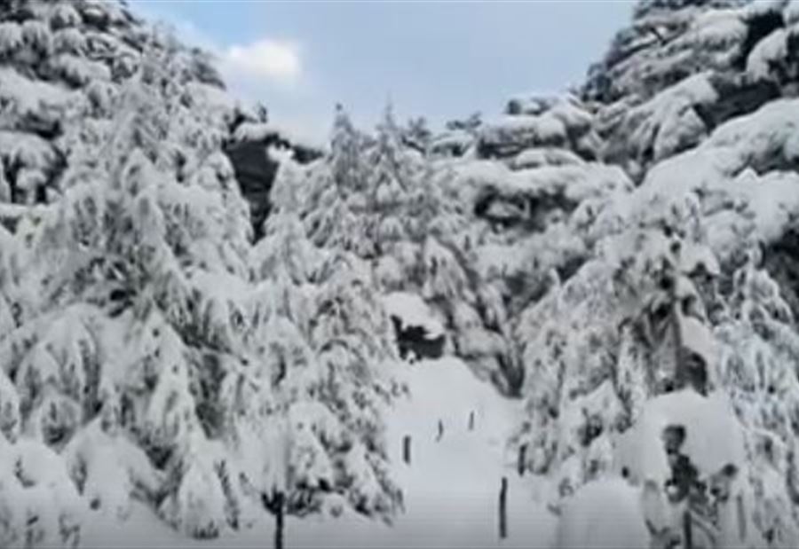 بالفيديو: غابة أرز الرب ترتدي الثوب الأبيض 