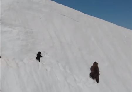 بالفيديو: دبّ يشعل الإنترنت بإصراره
