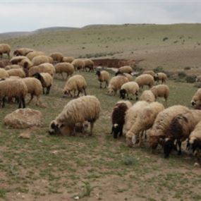  اصابة راع بانفجار لغم ارضي شرق زحلة