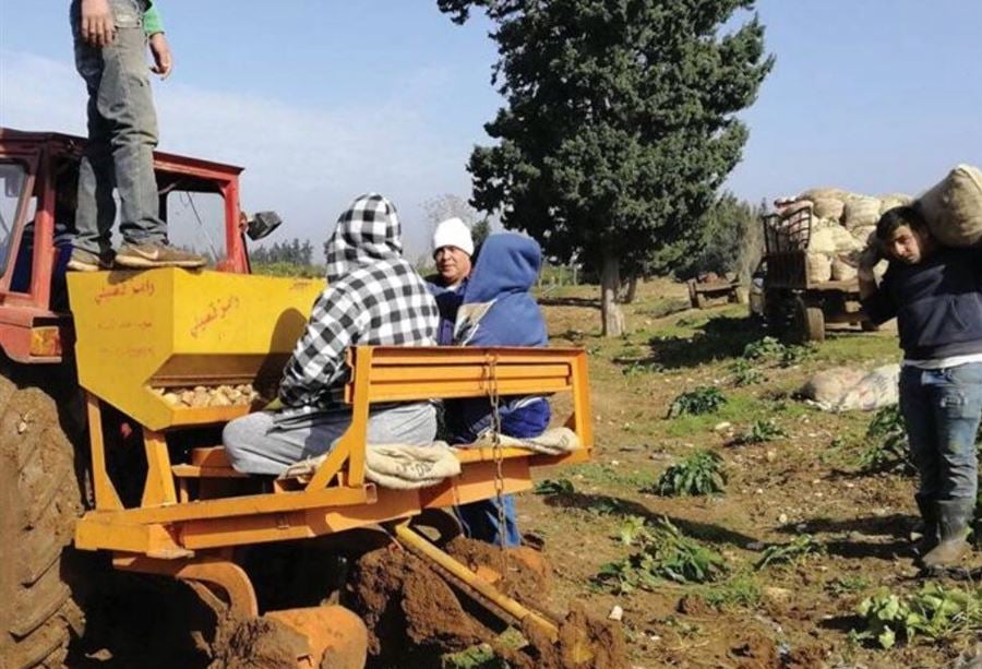 نواب عكار يناشدون اللقيس لدعم مزارعي البطاطا 