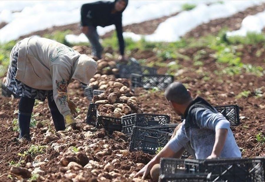 حقيقة ري المزروعات بمياه ملوثة... ماذا يأكل اللبنانيون؟