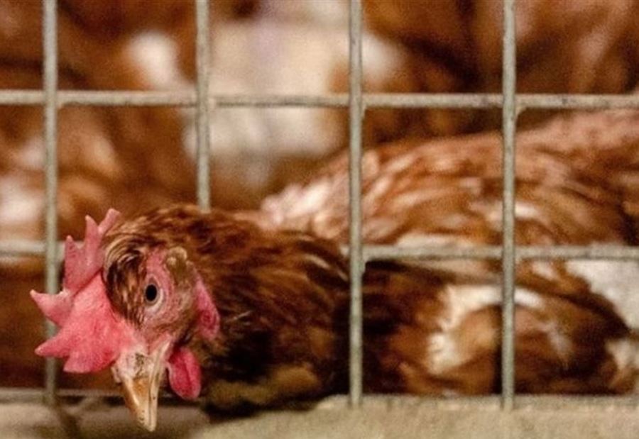 إعدام 200 ألف دجاجة في هولندا