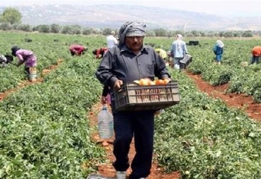 "قرار السعودية ظالم"... بيانٌ من نقابة المزراعيين 