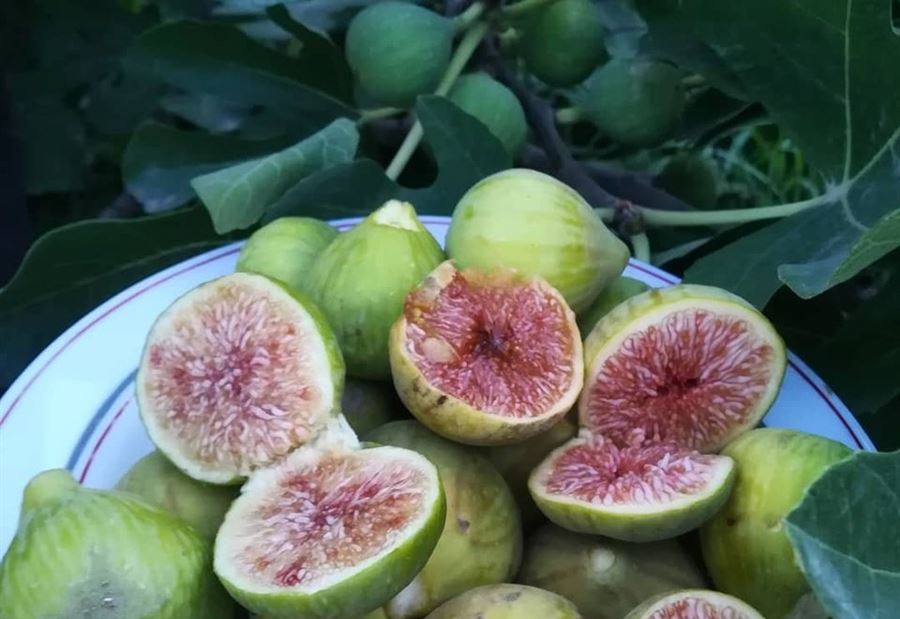 عصابة من نوع آخر في الكورة... تسرق التين والعنب!