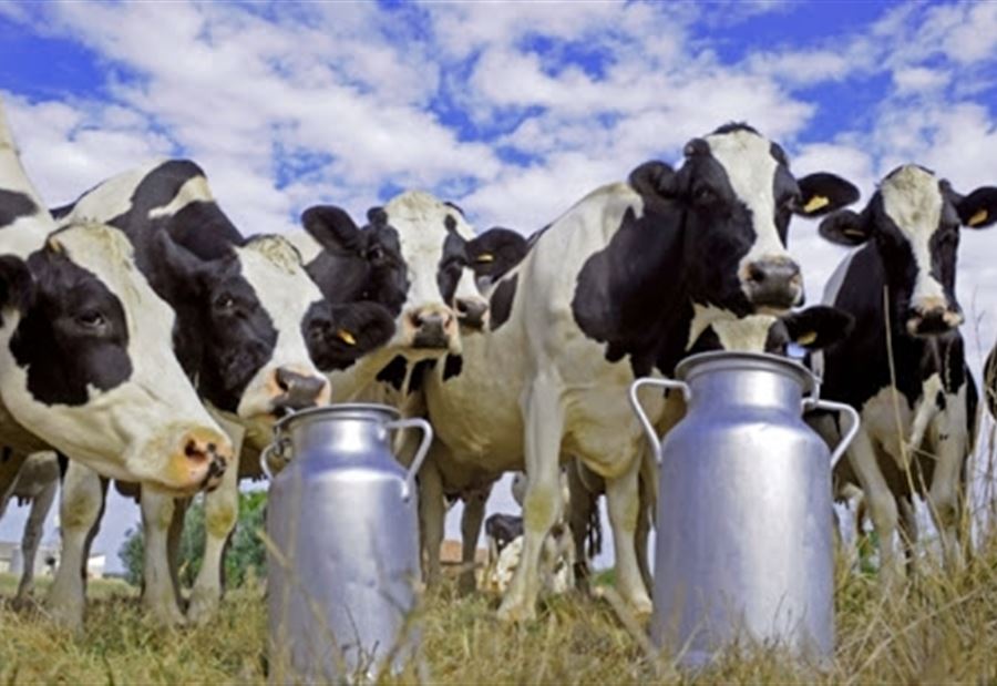 مربو الأبقار يستنكرون تسعيرة ليتر الحليب  مربو الأبقار يستنكرون تسعيرة ليتر الحليب