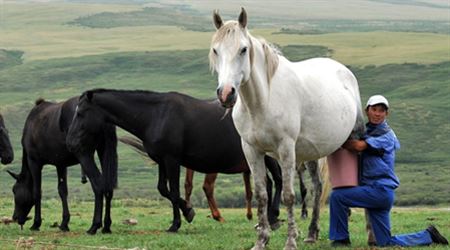 حليب الخيل لتعويض تراجع أسعار النفط