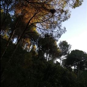 بالصورة: انقاذ هرة محتجزة على شجرة في النقاش بالصورة: انقاذ هرة محتجزة على شجرة في النقاش