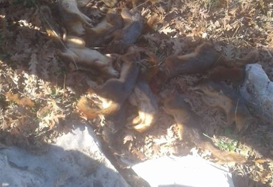بالصورة: جريمة جديدة بحق سناجب غابة العزر