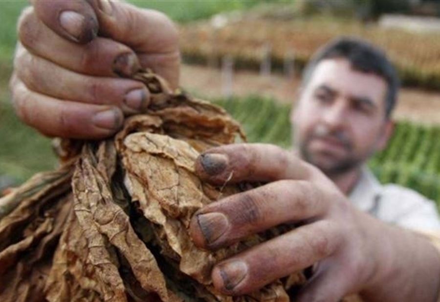 الريجي تَتسلم التبغ من المزارعين... ومناشداتٌ بزيادة الأسعار 