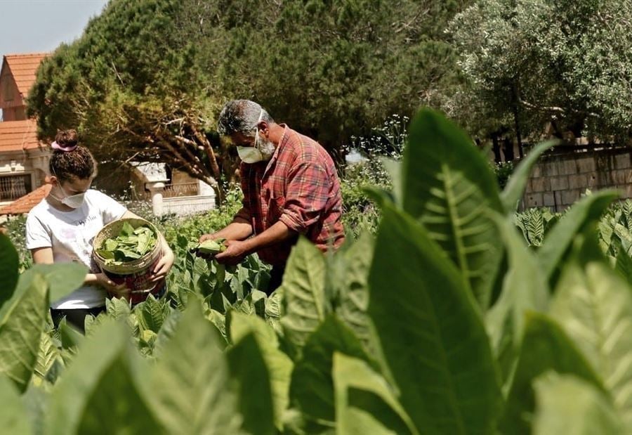 الحرارة المرتفعة مستمرّة... هل من كارثة "زراعية" بانتظارنا؟ 