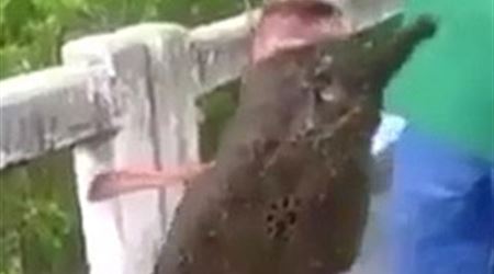 جدال واسع بعد صيد سمكة لها أرجل وذيل