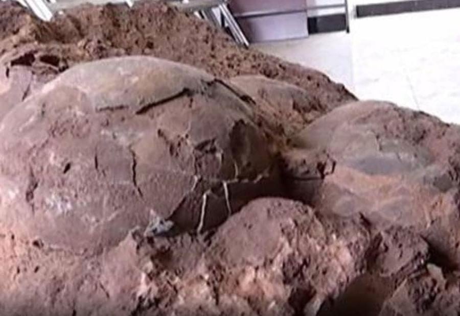 بالصور.. خرجوا في نزهة وعادوا ببيض عمره 145 مليون سنة