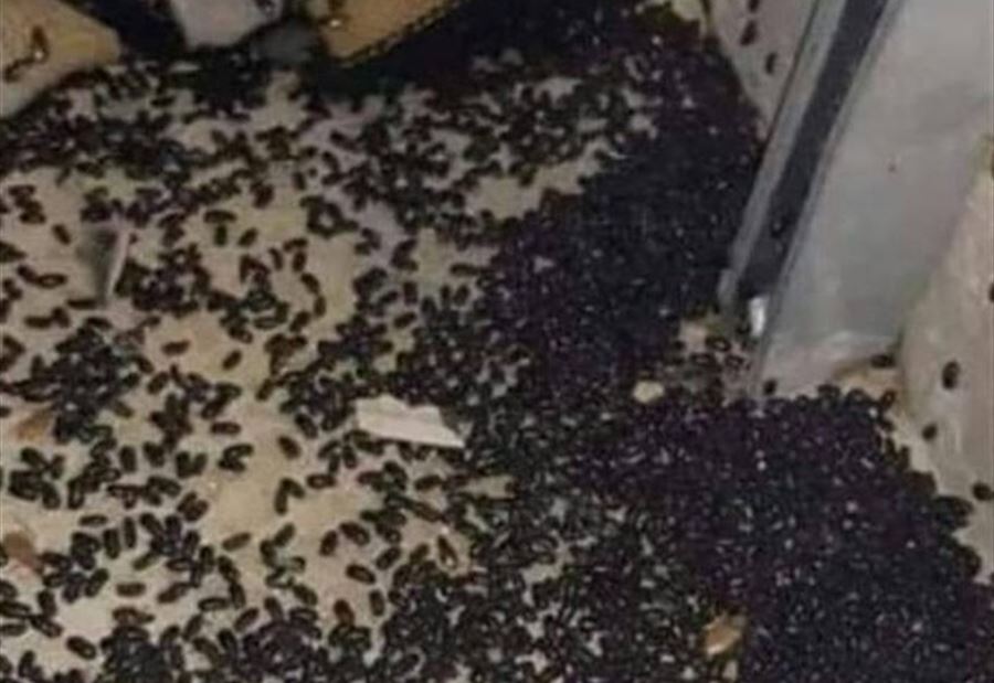 بالفيديو والصور: الصراصير تجتاح بلدة لبنانية 