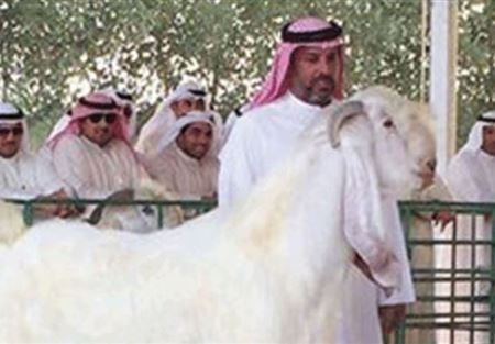 ماعز "الفرس الأبيض" وعروض خيالية