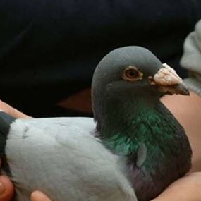 "داعش" يجند الحمام ! 