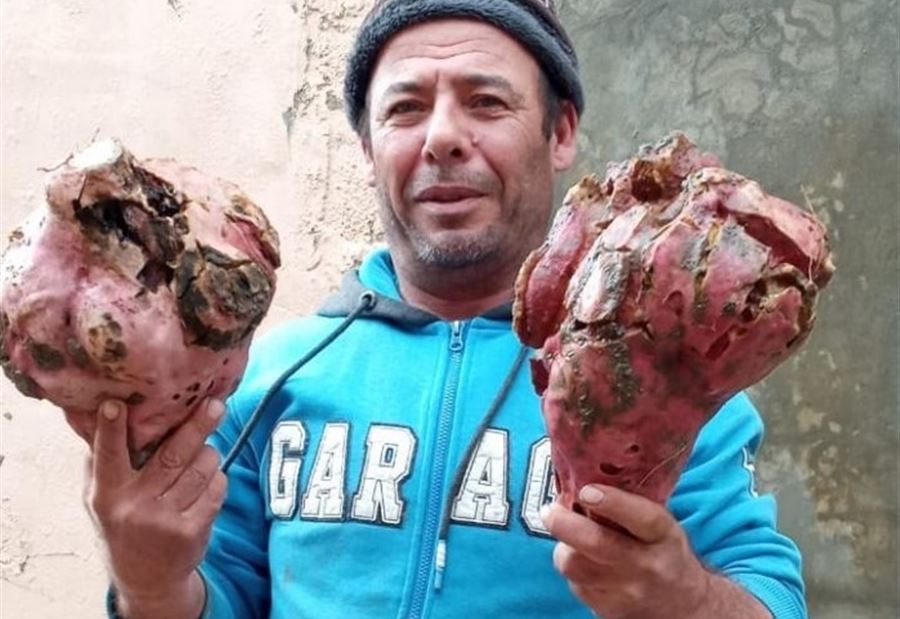بالصورة: بطاطا حلوة ضخمة في طيردبا