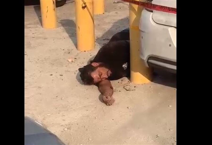 إصابة إسرائيليين بعملية دهس (فيديو)