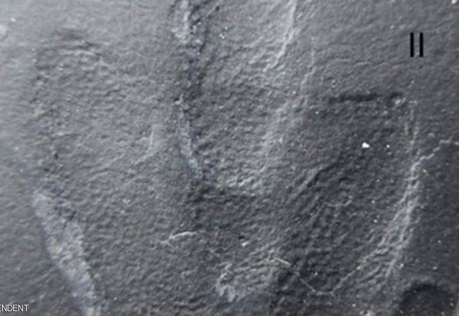 العثور على "جلد ديناصور" بحالة رائعة.. والمفاجأة بـ"الصنفرة" العثور على "جلد ديناصور" بحالة رائعة.. والمفاجأة بـ"الصنفرة"