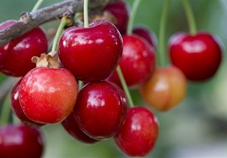 3 أطعمة لبشرة خالية من التجاعيد