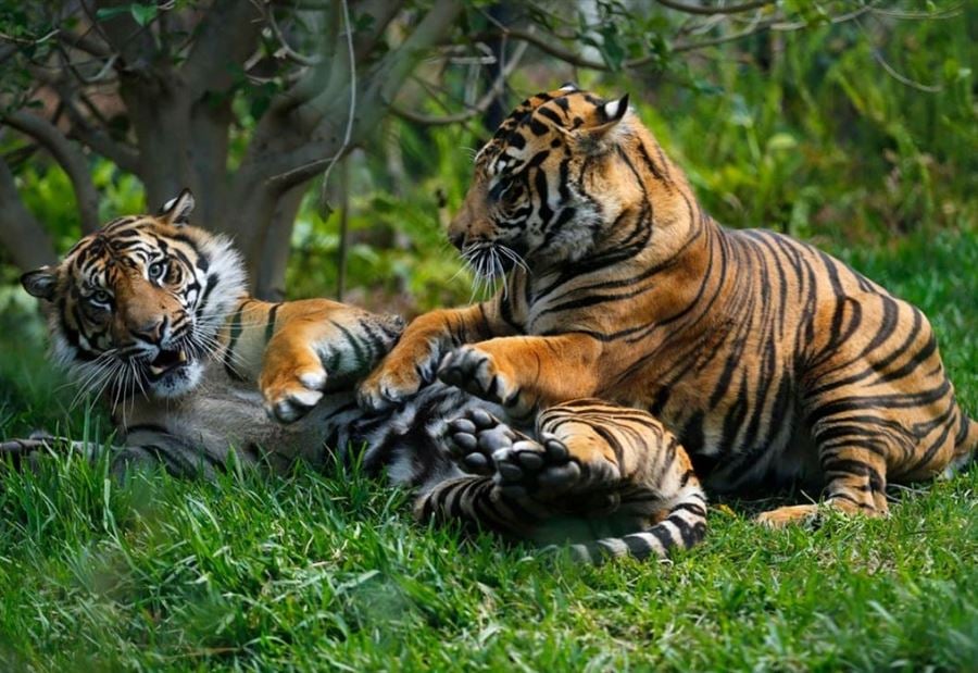 اعتداءات قاتلة و"غير مسبوقة"... نمور مهددة بالانقراض تهاجم البشر