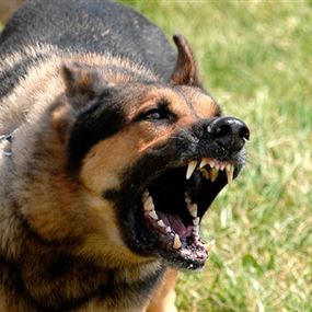 3 جرحى بهجوم كلب شارد في النبطية  3 جرحى بهجوم كلب شارد في النبطية