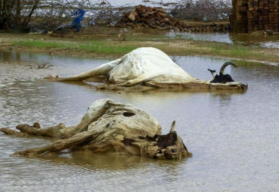 كارثةٌ في السودان كارثةٌ في السودان