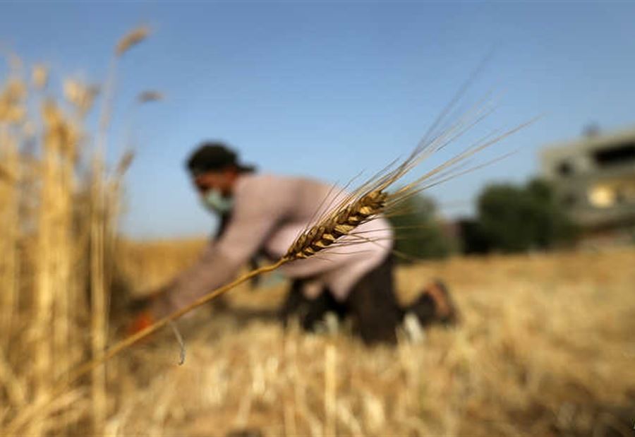 إسرائيل تُقدم قمحًا بـ5 ملايين دولار للسودان
