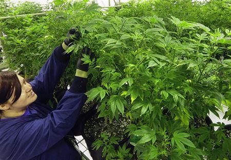 ألمانيا تشرع استخدام الماريخوانا ألمانيا تشرع استخدام الماريخوانا