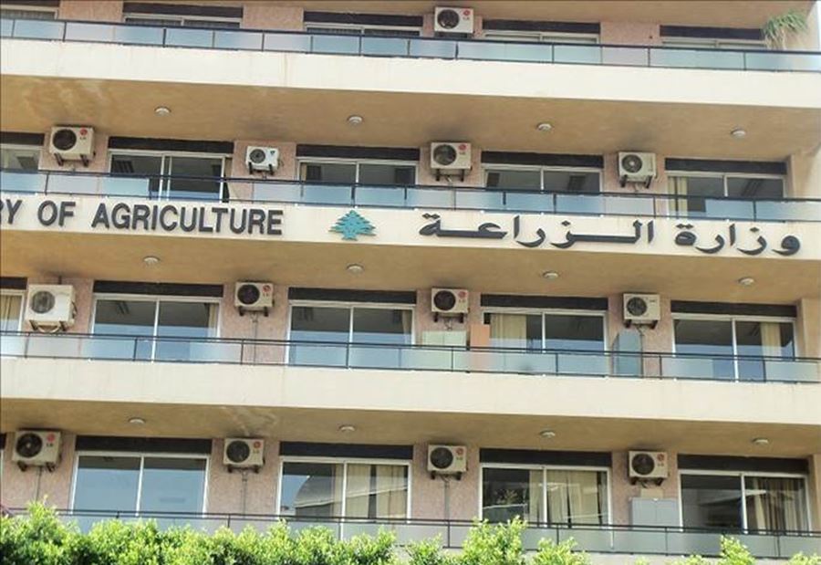 شراء شتول مثمرة... توضيح من وزارة الزراعة