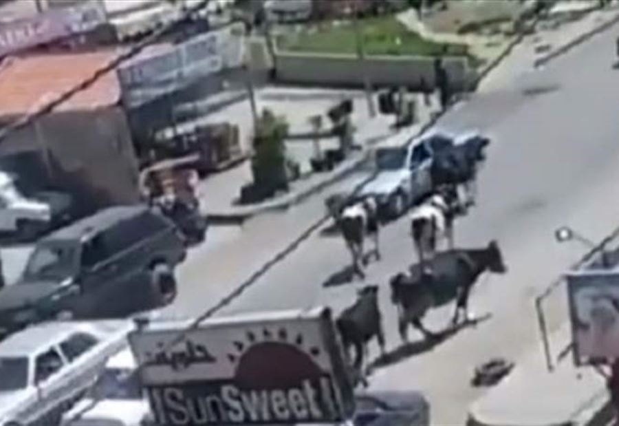 بالفيديو: أبقار "تكزدر" على طريق عام القبة وتعرقل السير! بالفيديو: أبقار "تكزدر" على طريق عام القبة وتعرقل السير!