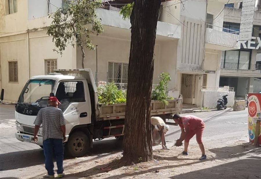 طلب إنقاذ شجرة 