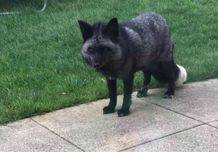 الثعلب الرمادي النادر يظهر لأول مرة منذ ربع قرن الثعلب الرمادي النادر يظهر لأول مرة منذ ربع قرن