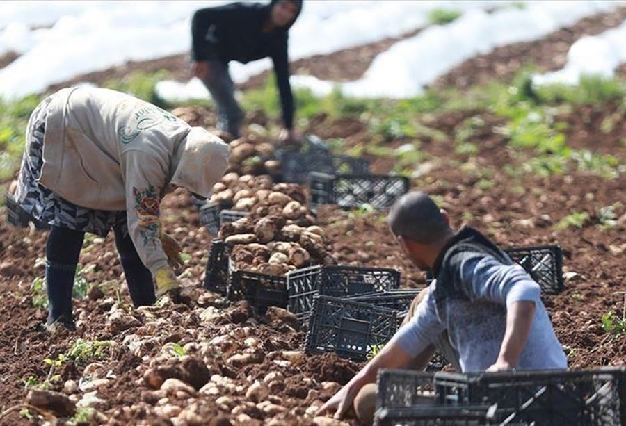 مستجدّات "الكوليرا"... بيانٌ لـ"الزراعة"  مستجدّات "الكوليرا"... بيانٌ لـ"الزراعة"