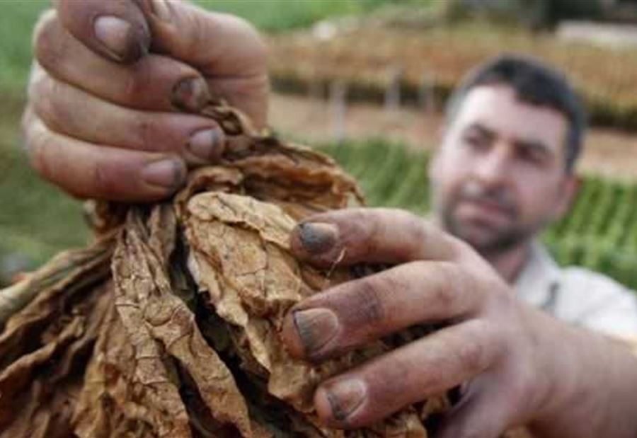 "تصنيف المزارعين"... نقابةُ مزارعي التبغ في الشمال توضّح