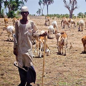 السودان.. عشرات القتلى بسبب "سرقة مواشي"