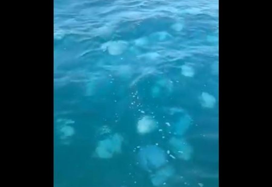 بالفيديو: حيوانات بحرية تغزو شاطئ صيدا 