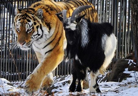 تيمور يفضل آمور على ثماني عنزات