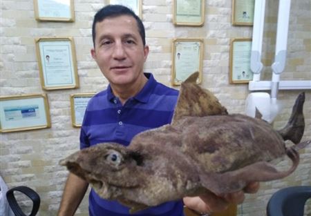 بالصورة: سمكة قرش نادرة وغريبة في بحر صور  بالصورة: سمكة قرش نادرة وغريبة في بحر صور