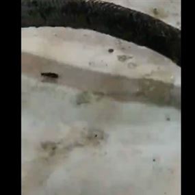 في لبنان: حشرات وصراصير في أحد المطاعم! 