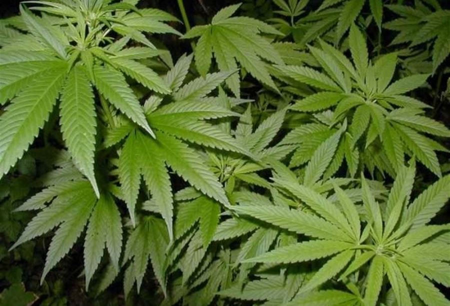 "حشيشة" تُزرع في غوسطا وتُطبخ في البقاع! 