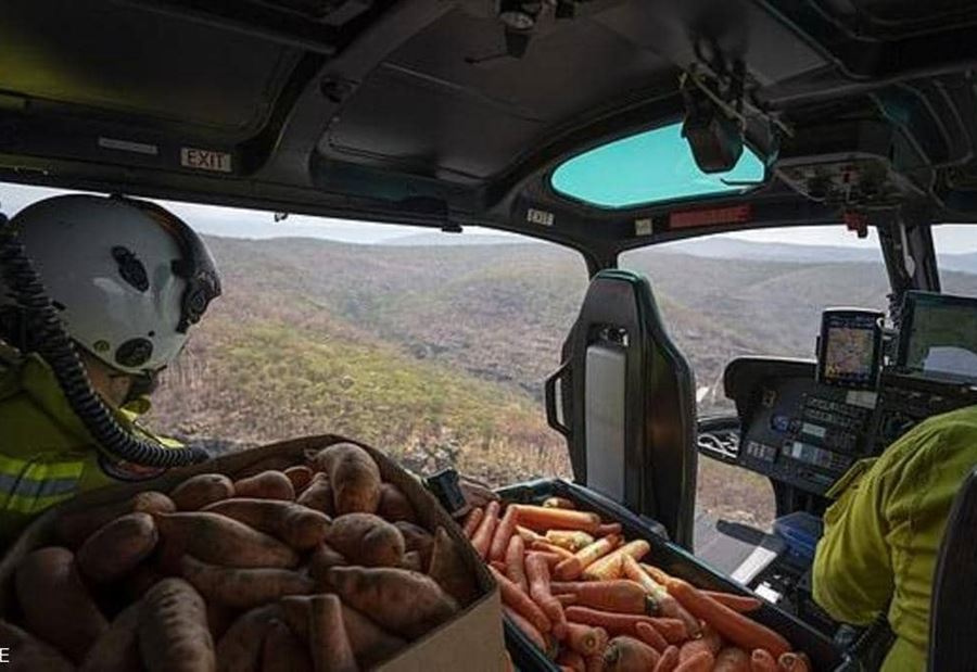 بعد قتل الجمال.. أستراليا تلجأ الى "طائرات الجزر والبطاطا"  بعد قتل الجمال.. أستراليا تلجأ الى "طائرات الجزر والبطاطا"