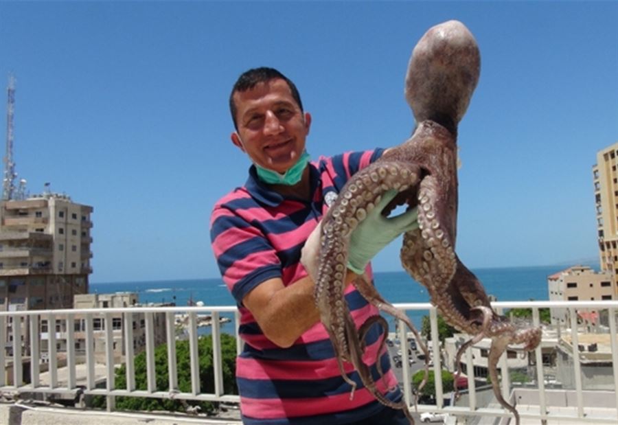 بالصورة: اخطبوط عملاق في صور! بالصورة: اخطبوط عملاق في صور!