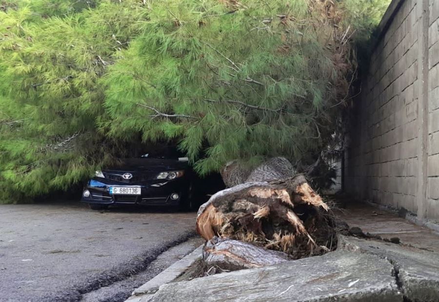 في صيدا... العاصفة تُطيح بـ"شجرة معمرة" 