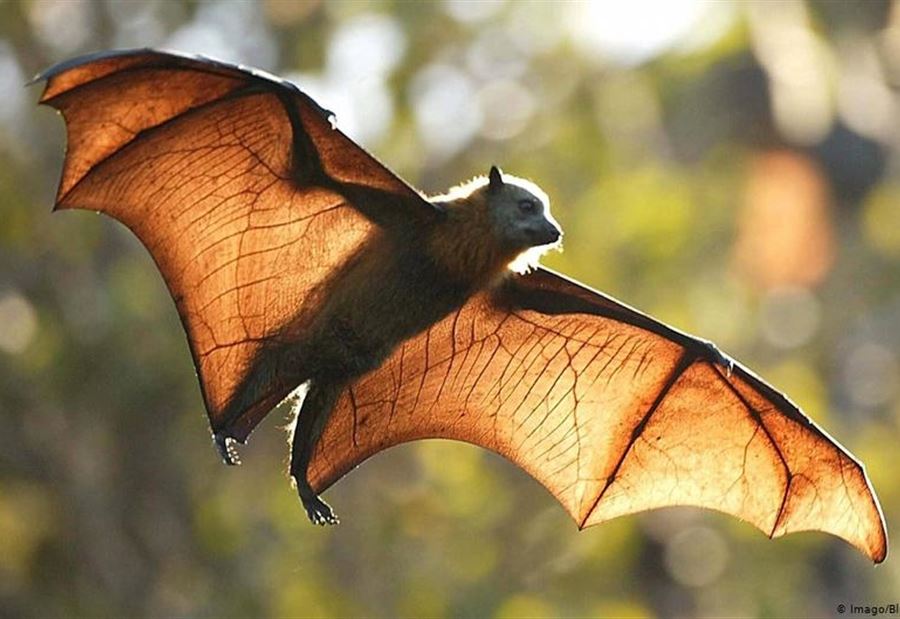 الخفافيش وكورونا.. دراسةٌ ضخمةٌ تكشف الخطر الخفافيش وكورونا.. دراسةٌ ضخمةٌ تكشف الخطر