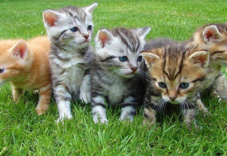 أستراليا تقتل مليوني قطة.. وعاصفة غضب عالمية أستراليا تقتل مليوني قطة.. وعاصفة غضب عالمية