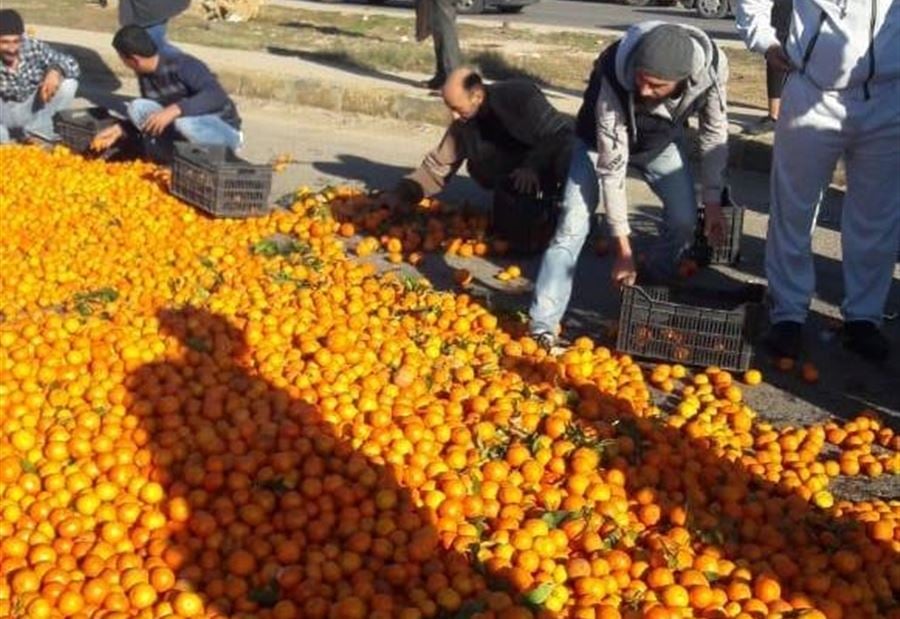 مزارعو الحمضيات قطعوا الطريق في العبدة