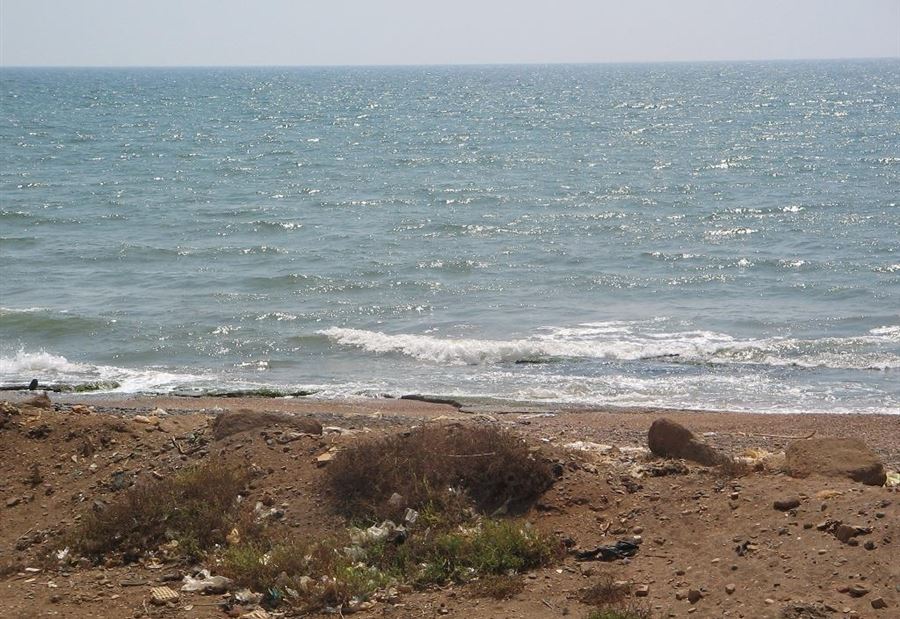 بالفيديو: حوتٌ ضخم على شاطئ العبدة