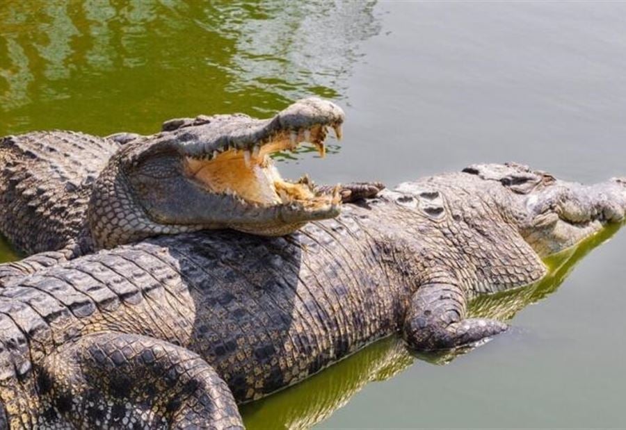 "بعد هروب أكثر من 70 تمساحا"... بالفيديو: السلطات الصينية تقبض عليهم!