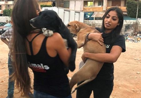 إنقاذ مجموعة من الكلاب في بيروت بمساعدة البلدية